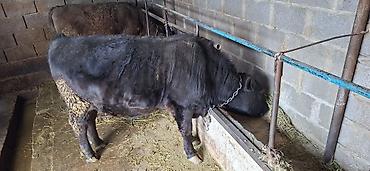 Коровы, быки: Продаю | Бык (самец), Тёлка | Ангус, Алатауская — 5