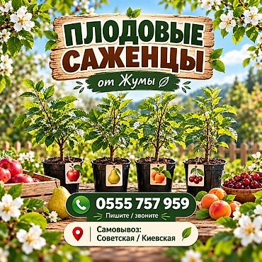 сорты яблок в кыргызстане: Плодовые саженцы в Бишкеке 🌱 В наличии: 🍎 яблоня 🍐 груша 🍑 персик 🍒 — 1