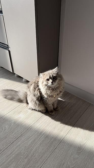 чёрные кошки: Ищем кота для будущей вязки . Скидывайте фото котов и цену . ( иметь — 4
