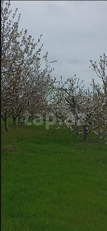 yeni masazır: 60 sot, Kupça (Çıxarış) — 1
