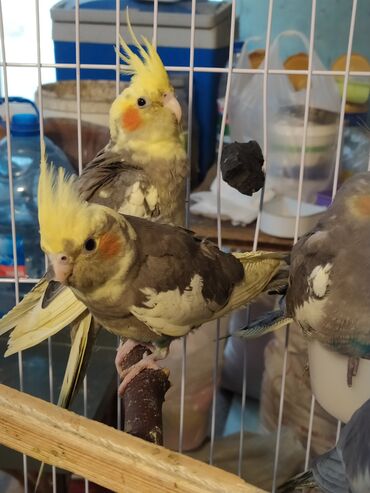 Tutuquşları: SALAM ENDİRİMLƏRƏ DAVAM. 💥🔥.HAZIR DANIŞAN QUŞLAR SATILIR!!!!!! Yaş — 28