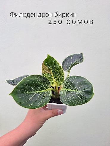 Бөлмө өсүмдүктөрү: 💚 Комнатные растения (детки/молодые растения). 🪴 Названия и цены — 10