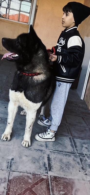 pomeranski spic: Akita-inu, 3 il, Erkək, Cütləşmə üçün, Ödənişli çatdırılma — 4