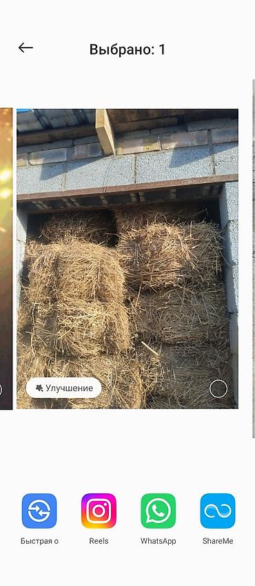 каракол животное: Сено горное тоо чоп - Формат: прямоугольные тюки, плотная прессовка — 1