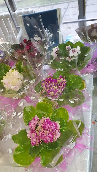 Другие комнатные растения: Продам комнатные цветы, в хорошем грунте, не тепличные, ухоженные — 17