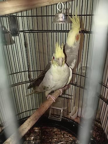 quslar type 1: Nimfa papuqayları (Cockatiel) – cüt Məhsul təsviri: - Qəfəsdə — 3