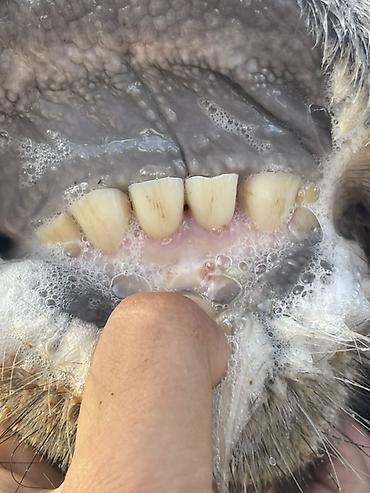 Коровы, быки: Продаю | Корова (самка) | Алатауская | Для разведения, Для молока at lalafo.kg — 17 Коровы, быки: Продаю | Корова (самка) | Алатауская | Для разведения, Для молока — 17