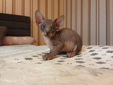 Pişiklər: Sfinks — 2