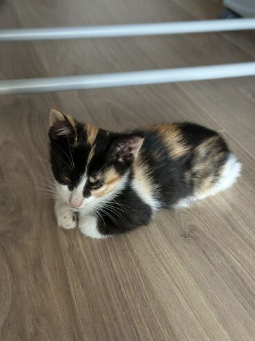 животные котята: Кошка даром: Беспородная, 1 месяц, Мальчик, Приучена к лотку