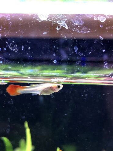 щенки в баку: Guppi balaları satıram. Ölçüsündən asılı olmayaraq 1 azn. 4 ədəd