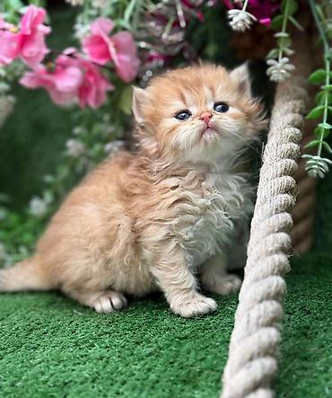 Кошки: Персидская, Самец, Самка, В добрые руки, Бесплатная доставка, Платная доставка, Доставка в районы — 8
