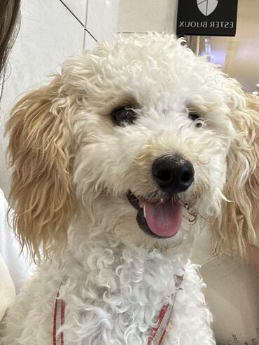 İtlər: Pudel, 2 ay, Peyvəndli — 9