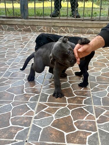 İtlər: Kane-Korso, 2 ay — 36