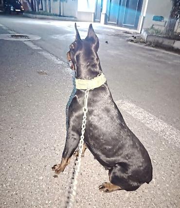 it labrador: Doberman — 2