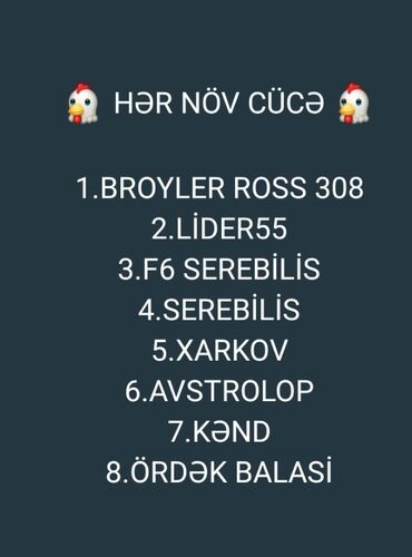 toyuq cücəsi: Toyuq cücələri, Ətlik
