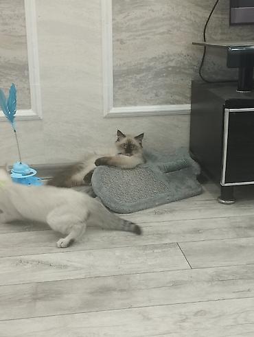 haski itlerin qiymeti: Sibir, Erkək, Yaxşı əllərə, Ünvandan götürmə — 7