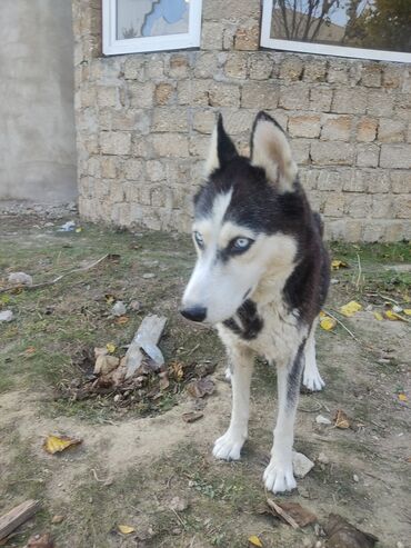 İtlər: Xaski, 1 il, Dişi, Peyvəndli -da lalafo.az — 5 İtlər: Xaski, 1 il, Dişi, Peyvəndli — 5