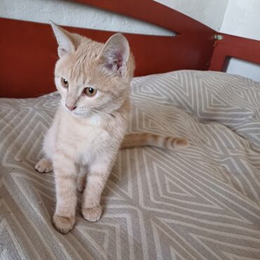 корм для кошек и котят: Кошка даром: Беспородная, 3 месяца, Мальчик, Приучена к лотку