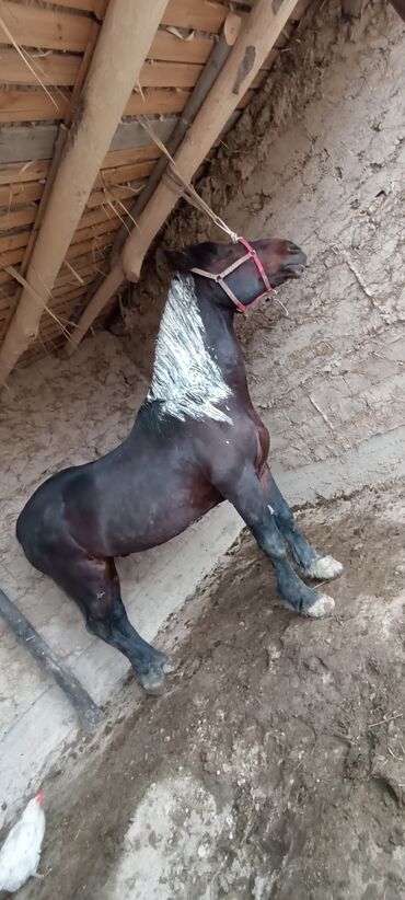 Лошади, кони: Продаю | Конь (самец) | Полукровка | Рабочий | Племенные — 3