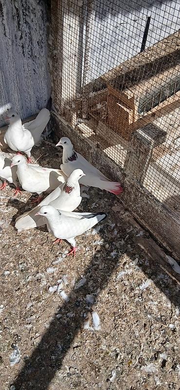goyerçin: 16 eded tam saglam qusdu icinde 5 iran qusu 4 boynu gullu mayalar — 6