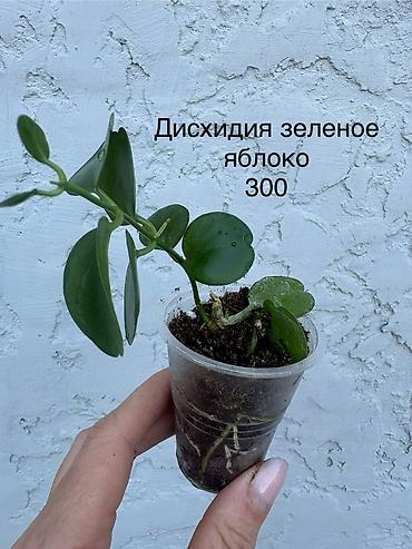 Бегонии: Продаю комнатные цветы. Бегонии декоративно-лиственные, кодиум — 8