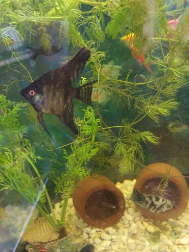 Akvariumlar: Dördbucaq akvarium, Balıqlarla birlikdə, 20 l, Ünvandan götürmə