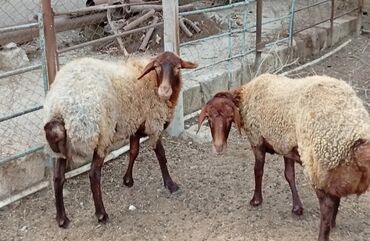 yerli cins inekler: Самка, Qala, лет: 1, Для разведения