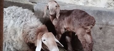 рамановские овцы: Сатам | Кочкор (эркек) | Арашан | Көбөйтүү үчүн | Асыл тукумдуу, Жасалма жол менен боозутуу