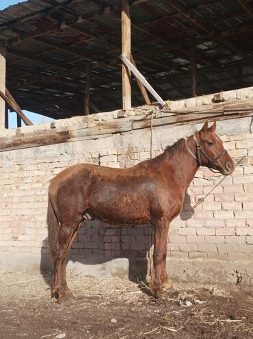 цена лошади в кыргызстане: Лошади, кони