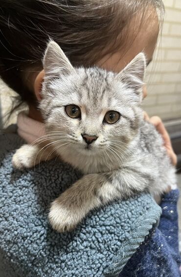 бульдог английский: 3 айлык, Ургаачы, Лотокко барууга үйрөтүлгөн