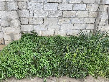 Torpaq sahələrinin satışı: 5 sot, Tikinti, Mülkiyyətçi, Kupça (Çıxarış) — 7