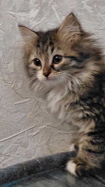 Pişiklər: Tabbi, Dişi, Yaxşı əllərə — 5