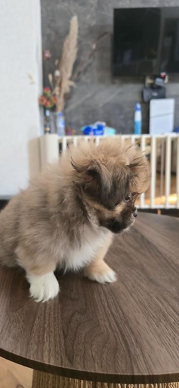 İtlər: Pekines, 3 ay, Peyvəndli — 2