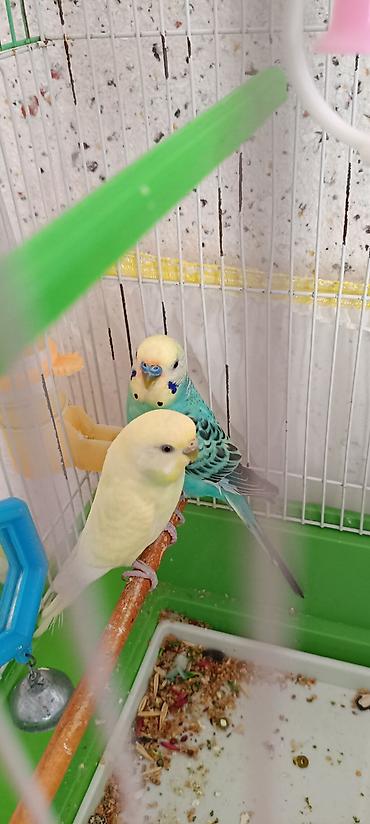 ordək balası və cucə: • Məhsul: Dalmatian və limon rəng çalarlı iki gözəl dalğalı tutuquşu — 2