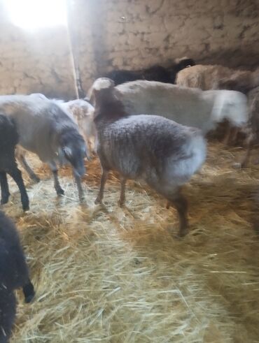 Бараны, овцы: Продаю | Баран (самец) — 10