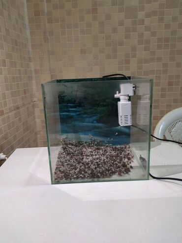 Рыбы: Akvarium satılır.Üzərində Filter + dekorativ daşlar+ 6 aylıq balıq
