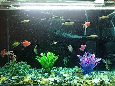 baliglar: Dördbucaq akvarium, Balıqlarla birlikdə, 28 l, Ödənişli çatdırılma, Ünvandan götürmə, Rayonlara çatdırılma — 2