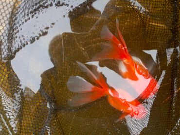 Akvariumlar: Oranda 2 quyruq qiyməti 2 manat 4 quyruq qiyməti 3 manat. Ünvan — 4