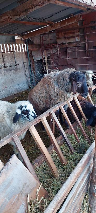 Баран, овца: Продаю | Баран (самец) | Для разведения — 5