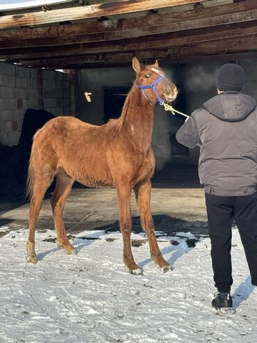 Лошади, кони: Продаю | Жеребенок | Для разведения | Племенные — 1