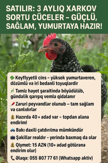 sort it: 📣 Satılır: deyerinden ucuz 3 Aylıq Xarkov Sortu Cücələr – Güclü