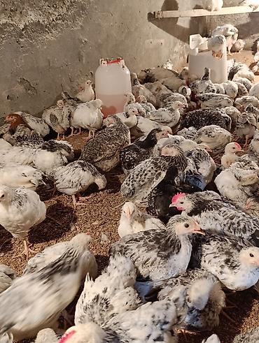 Toyuqlar: ‼️ Serebrist Colpaları 2 aylığ tam sağlam iri və yumurtalığ — 10