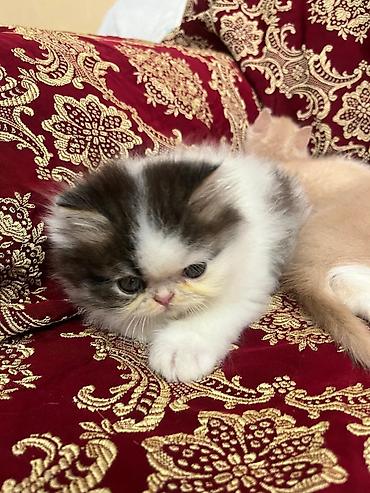 Кошки: Шотландская вислоухая — 8