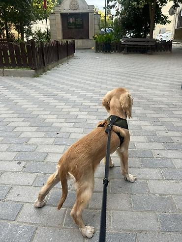 golden retriever golden: Koker spaniyel, Dişi, Peyvəndli, Ünvandan götürmə — 1