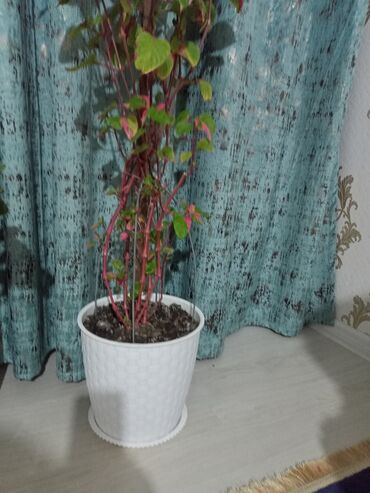 купить живую елку бишкек: Живой цветок высота 110см не капризный, растет в комнате, во дворе