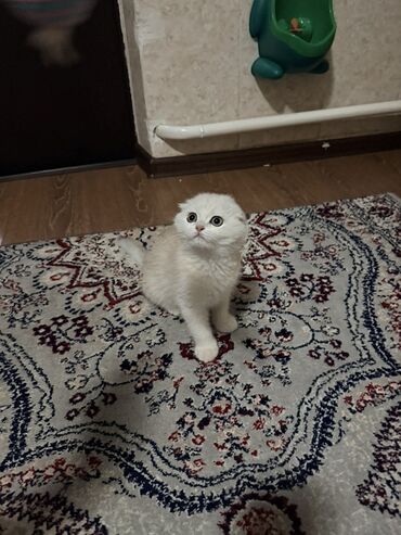 Продажа кошек: Скотиш Фолд (Шотландская вислоухая), 3 месяца, Мальчик, Приучена к лотку — 9