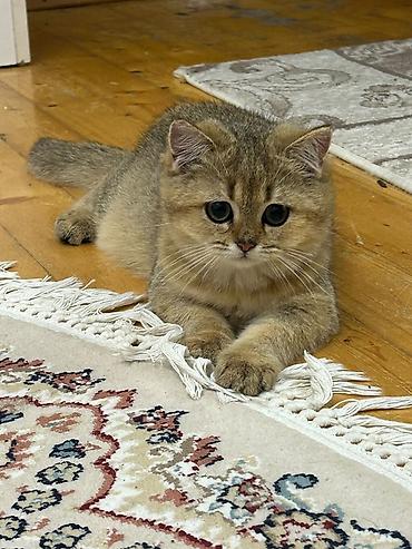 bala pişik ucuz: Qızıl şinşilla, Dişi — 2