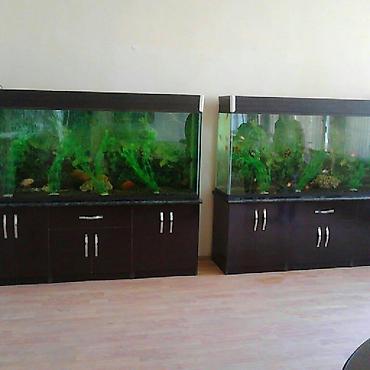 kristal yem mmc: Akvarium-şkaf, 1000 l, Pulsuz çatdırılma — 5