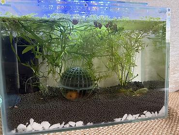akvarium az: Neon balığı, Sülhsevər, Pulsuz çatdırılma — 2