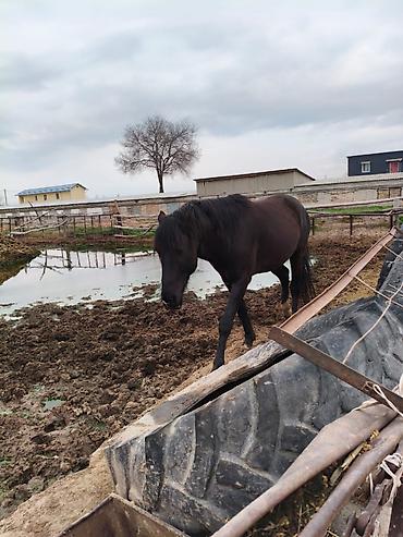 Лошади, кони: Продаю | Конь (самец), Жеребец, Жеребенок — 4